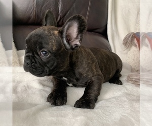 French Bulldog Puppy for sale in JOHNS ISLAND, SC, USA