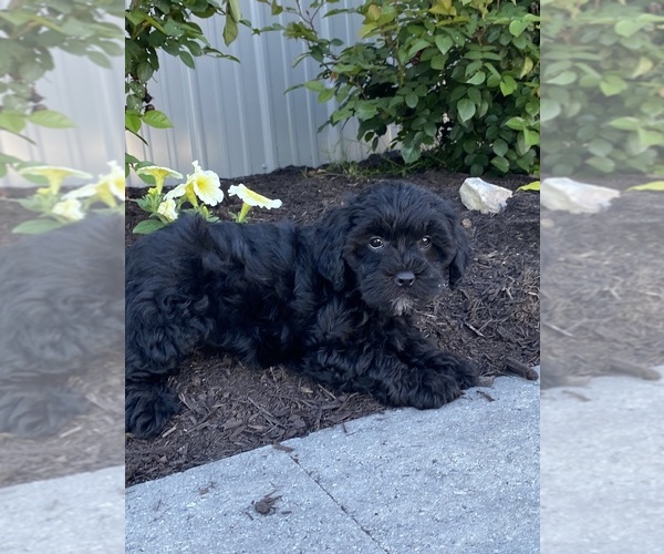 Medium Photo #5 Lhasa-Poo Puppy For Sale in CANOGA, NY, USA