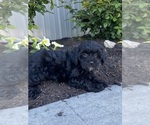 Small #4 Lhasa-Poo