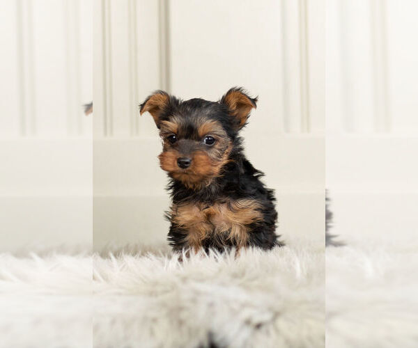 Medium Photo #8 Yorkshire Terrier Puppy For Sale in WARSAW, IN, USA