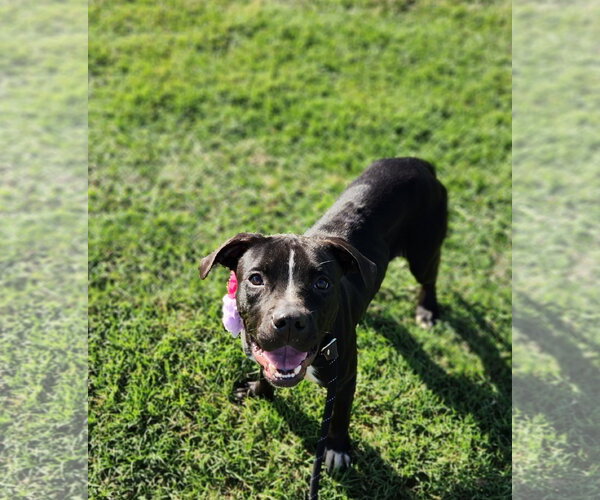 Medium Photo #12 Mutt Puppy For Sale in Shreveport, LA, USA