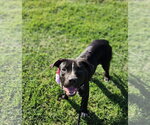 Small #11 Mutt