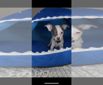 Small #6 Chihuahua