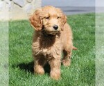 Small Photo #3 Goldendoodle Puppy For Sale in EPHRATA, PA, USA