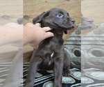 Small #3 Labrador Retriever