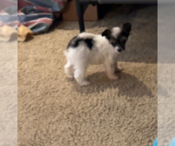 Medium Photo #4 Chinese Crested Puppy For Sale in ALVORD, TX, USA