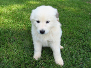 Great Pyrenees Puppy for sale in BEALETON, VA, USA