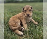 Small Photo #19 Goldendoodle Puppy For Sale in HOWARD CITY, MI, USA