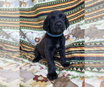 Small Great Dane-Labrador Retriever Mix
