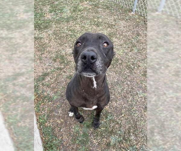 Medium Photo #2 American Pit Bull Terrier Puppy For Sale in Corpus Christi, TX, USA