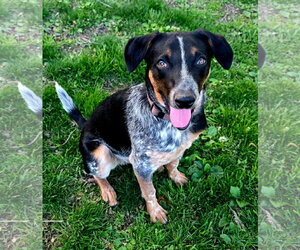 Mutt Dogs for adoption in Fenton, MO, USA