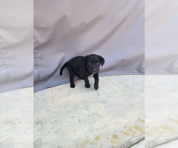 Medium Photo #2 Labrador Retriever-Unknown Mix Puppy For Sale in Dana Point, CA, USA