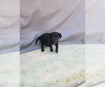 Small #1 Labrador Retriever Mix