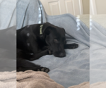 Small Labrador Retriever Mix
