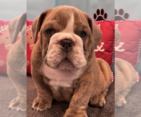 Medium Photo #6 Bulldog Puppy For Sale in BOWLING GREEN, KY, USA
