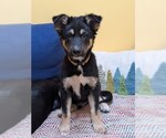 Small #9 Mutt