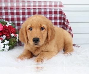 Golden Retriever Puppy for sale in SHILOH, OH, USA