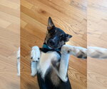 Small #3 Chihuahua-German Shepherd Dog Mix
