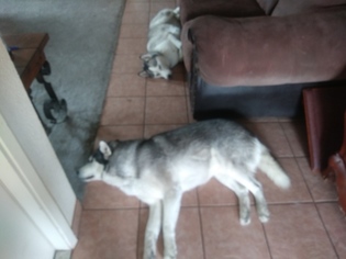 Siberian Husky Dogs for adoption in STOCKTON, CA, USA