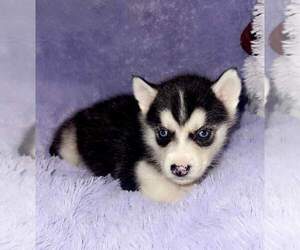 Siberian Husky Puppy for sale in SANDY HOOK, KY, USA