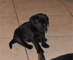 Small Photo #16 Labrador Retriever Puppy For Sale in SAN DIEGO, CA, USA