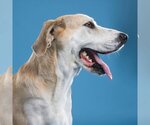 Small #10 Great Dane-Labrador Retriever Mix