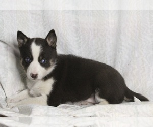 Siberian Husky-Texas Heeler Mix Puppy for sale in FREDERICKSBURG, OH, USA