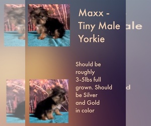 Yorkshire Terrier Puppy for sale in AZLE, TX, USA