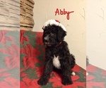 Small Photo #2 Labradoodle Puppy For Sale in HALIFAX, PA, USA