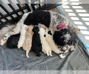 Mother of the Poodle (Miniature)-Sheepadoodle Mix puppies born on 03/17/2024