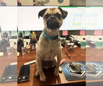 Small #1 Puggle