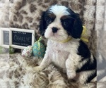Small #4 Cavalier King Charles Spaniel