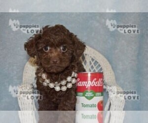 Poodle (Toy) Puppy for sale in SANGER, TX, USA