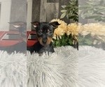 Small Miniature Pinscher