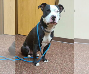 Vinny - Male Mutt Dog for Adoption - Photo #5