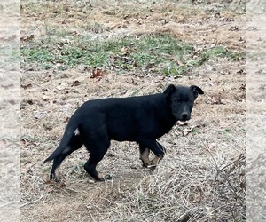 German Shepherd Dog-Texas Heeler Mix Dogs for adoption in LAFAYETTE, TN, USA