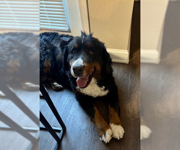 Medium Photo #3 Bernese Mountain Dog Puppy For Sale in Fort Wayne, IN, USA