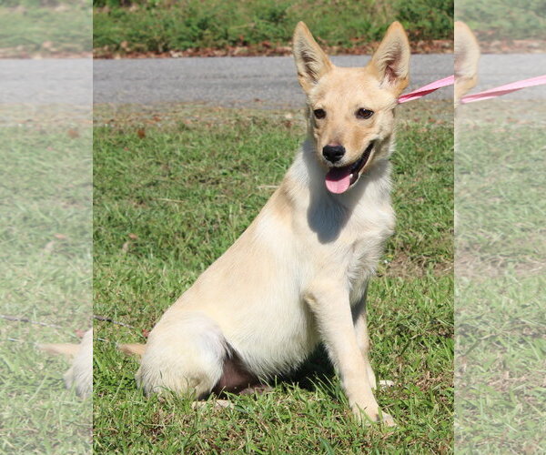 Medium Photo #1 Mutt Puppy For Sale in Prattville, AL, USA