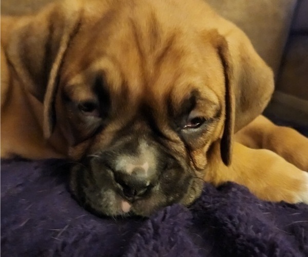 Medium Photo #7 Boxer Puppy For Sale in EAST LONGMEADOW, MA, USA
