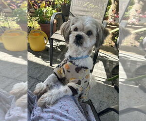 Shih Tzu Dogs for adoption in Oak Bluffs, MA, USA