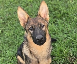 German Shepherd Dog Puppy for sale in FORT PLAIN, NY, USA