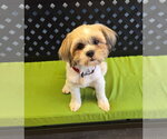 Small #1 Shih Tzu Mix