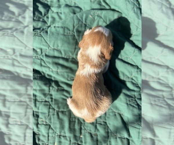 Medium Photo #2 Brittany Puppy For Sale in FISHER, IL, USA