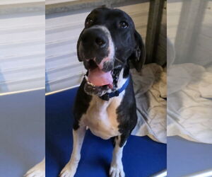 Great Dane Dogs for adoption in Palm Beach, FL, USA