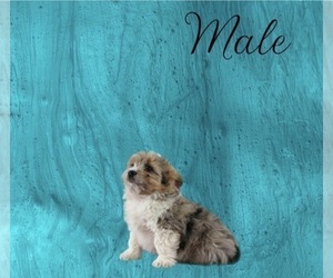 Aussiedoodle Miniature  Puppy for sale in MASON, OH, USA
