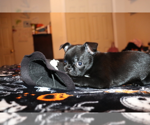 Medium Photo #3 Chiranian Puppy For Sale in NEW BEDFORD, MA, USA