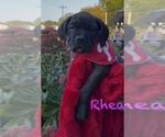 Small #3 America Bandogge Mastiff-Cane Corso Mix