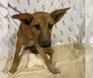 German Shepherd Dog-Unknown Mix Dogs for adoption in Modesto, CA, USA