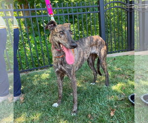 Bambi - Female Greyhound Dog for Adoption - Photo #2