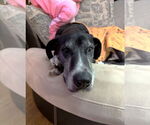 Small #9 Great Dane